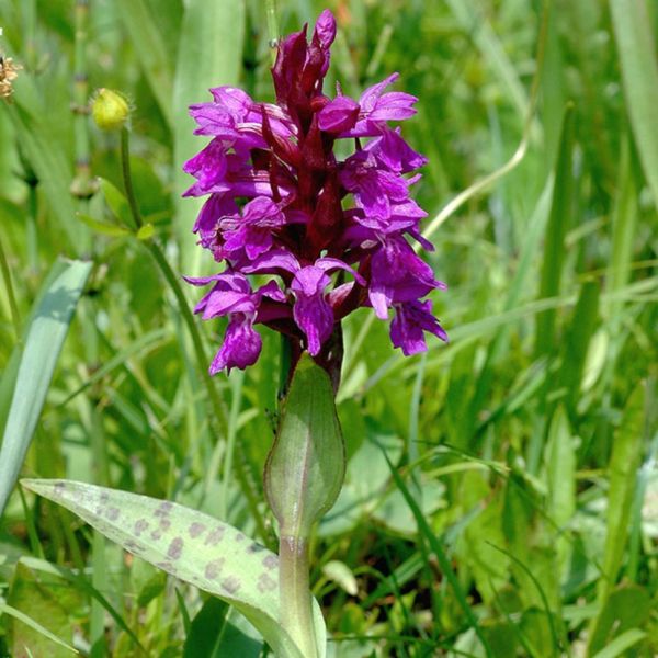 Breitblättriges Knabenkraut – Dactylorhiza majalis