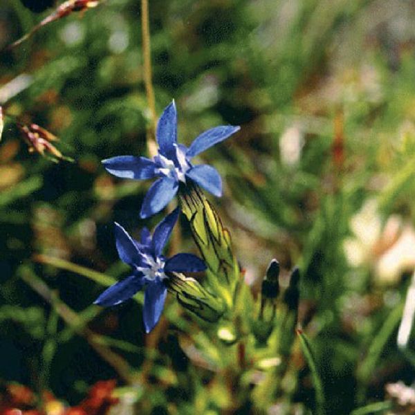 Frühlings-Enzian – Gentiana verna
