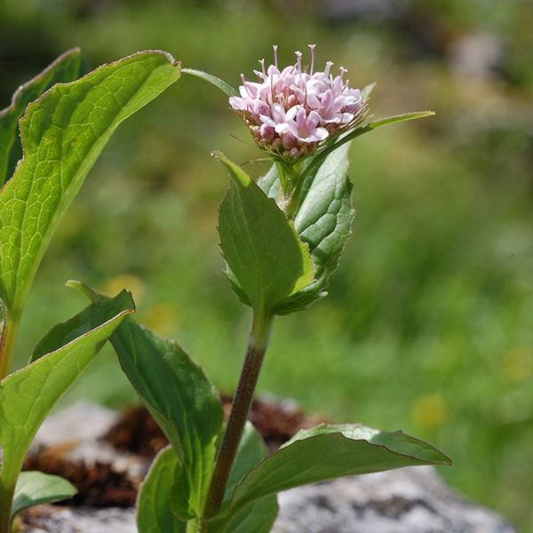 Berg-Baldrian – Valeriana montana