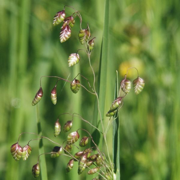Zittergras – Briza maxima