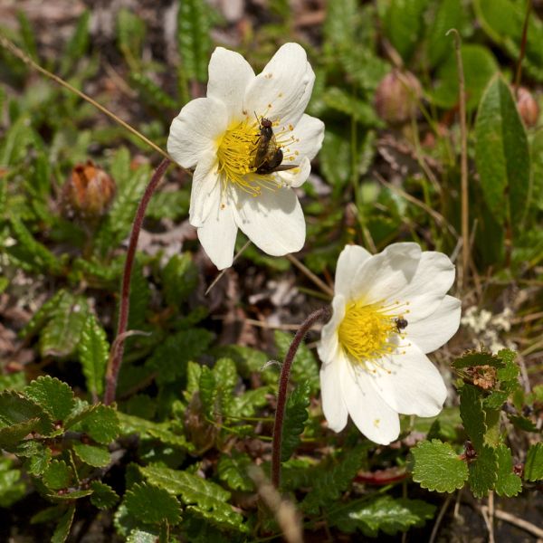 Weisse Silberwurz – Dryas octopetala