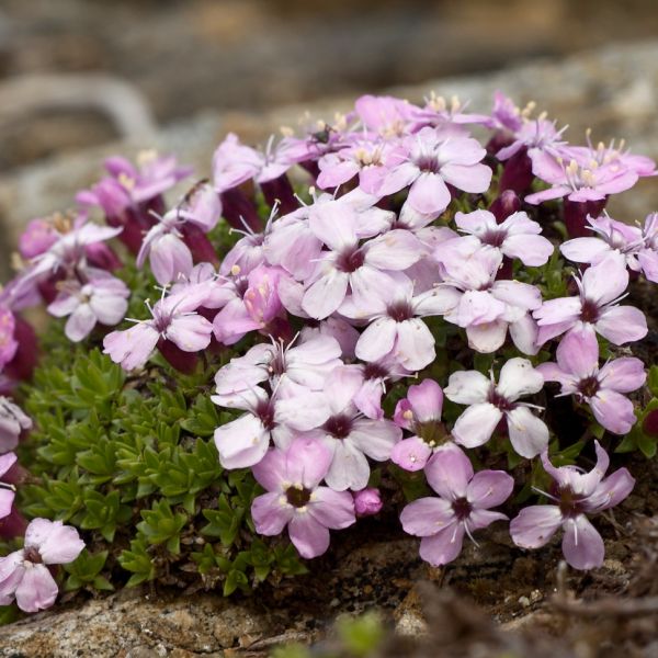 Stengelloses Leimkraut – Silene acaulis