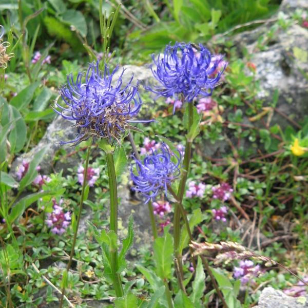 Teufelskralle – Phyteuma